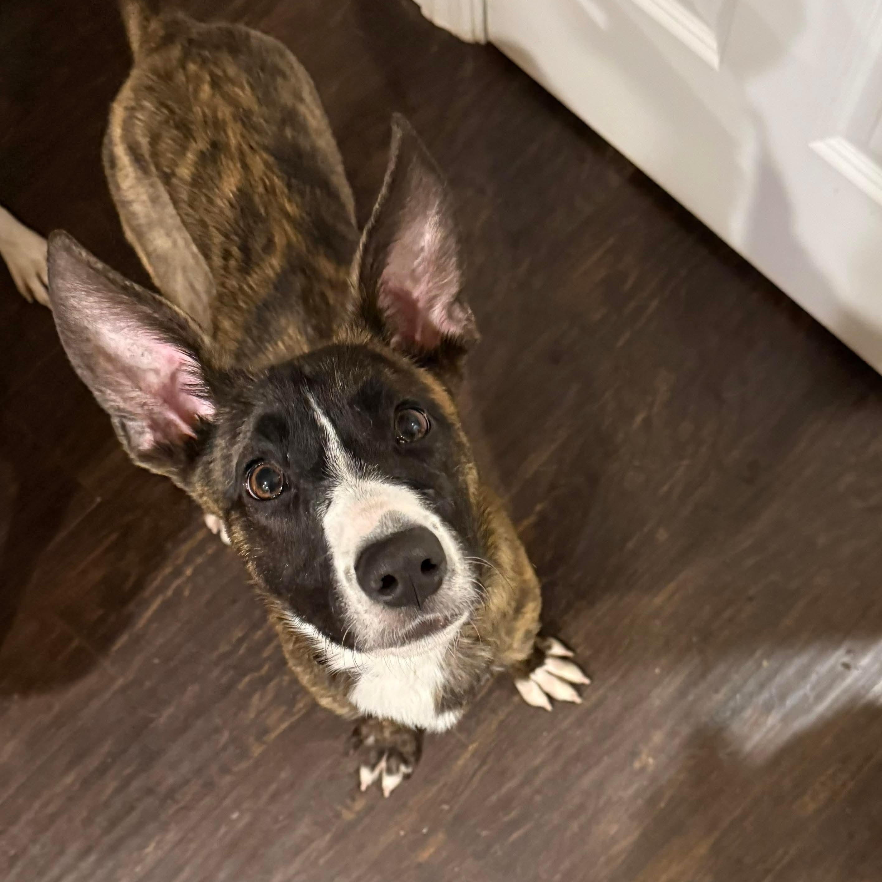 Enlarge Flurry, a ADOPTABLE mixed breed in Bethlehem, PA image 4/5