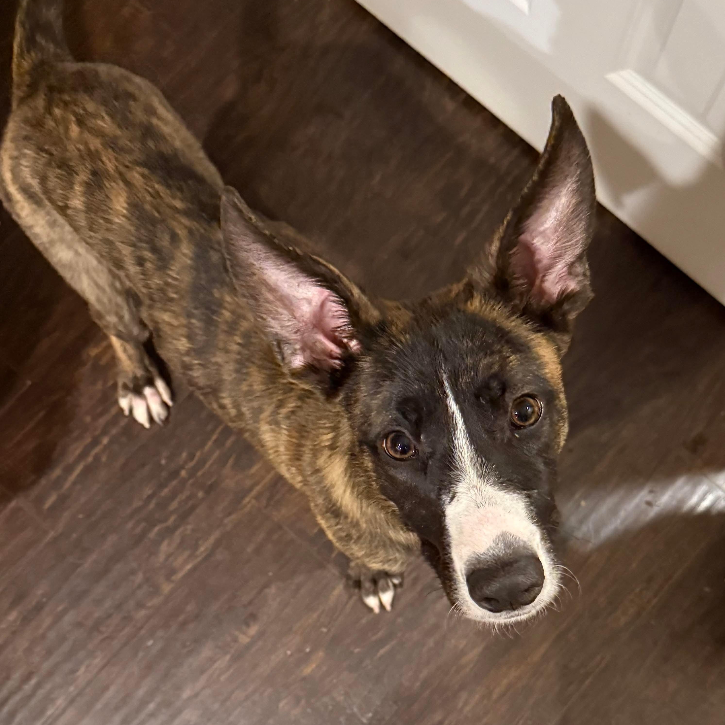 Enlarge Flurry, a ADOPTABLE mixed breed in Bethlehem, PA image 5/5