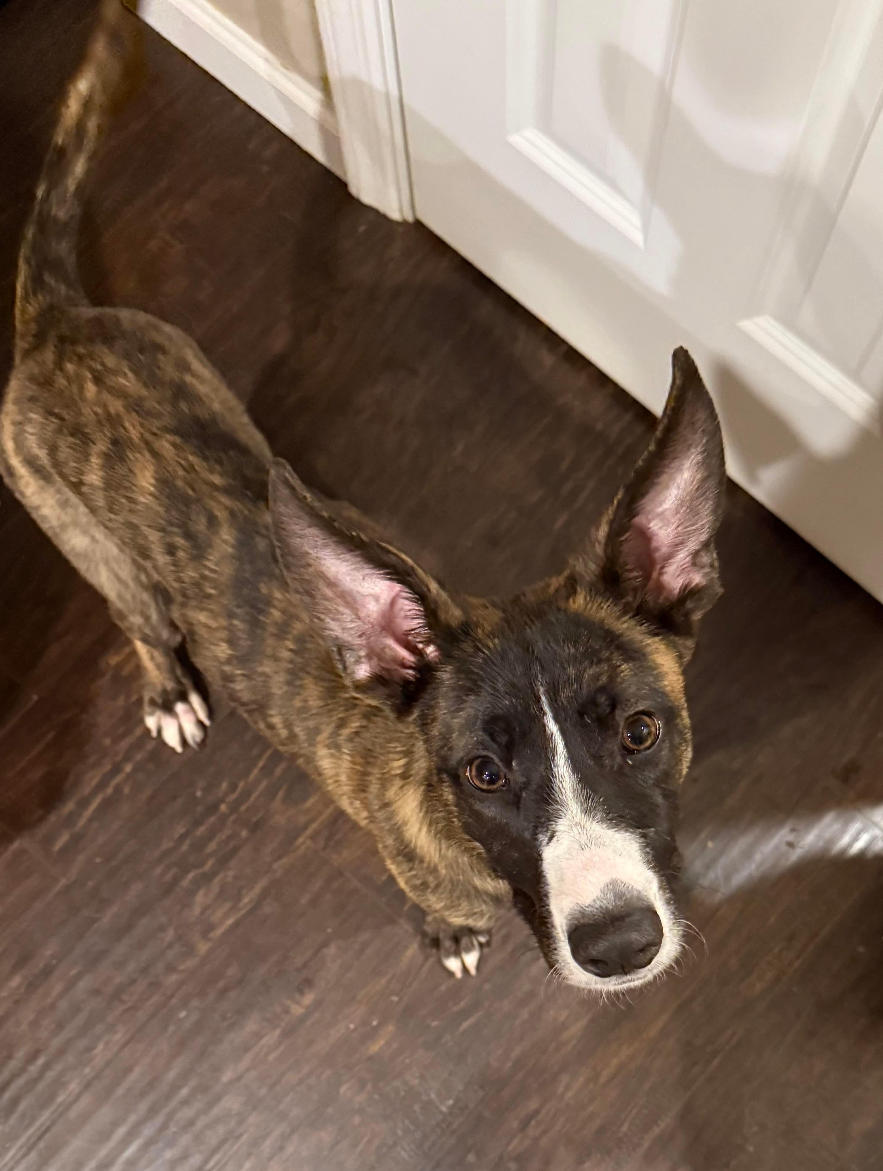 Enlarge Flurry, a ADOPTABLE mixed breed in Bethlehem, PA image 5/5