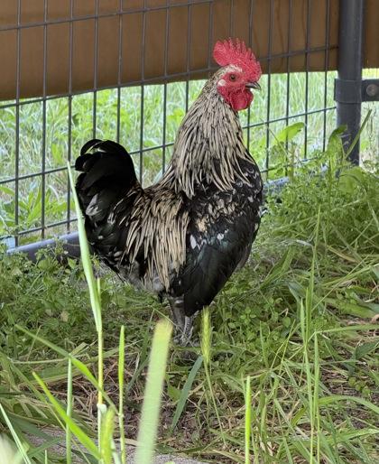 Iron Man, Adoptable, Adult Male Chicken.