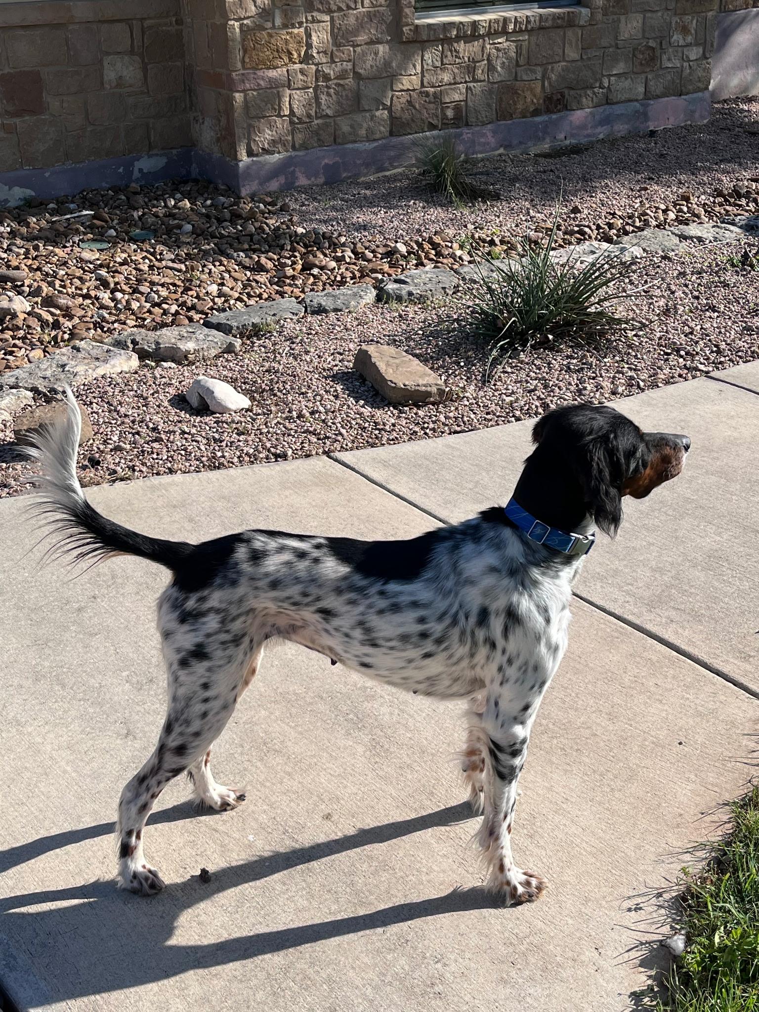 Molle, a Adopted English Setter in San Antonio, TX image 3/5