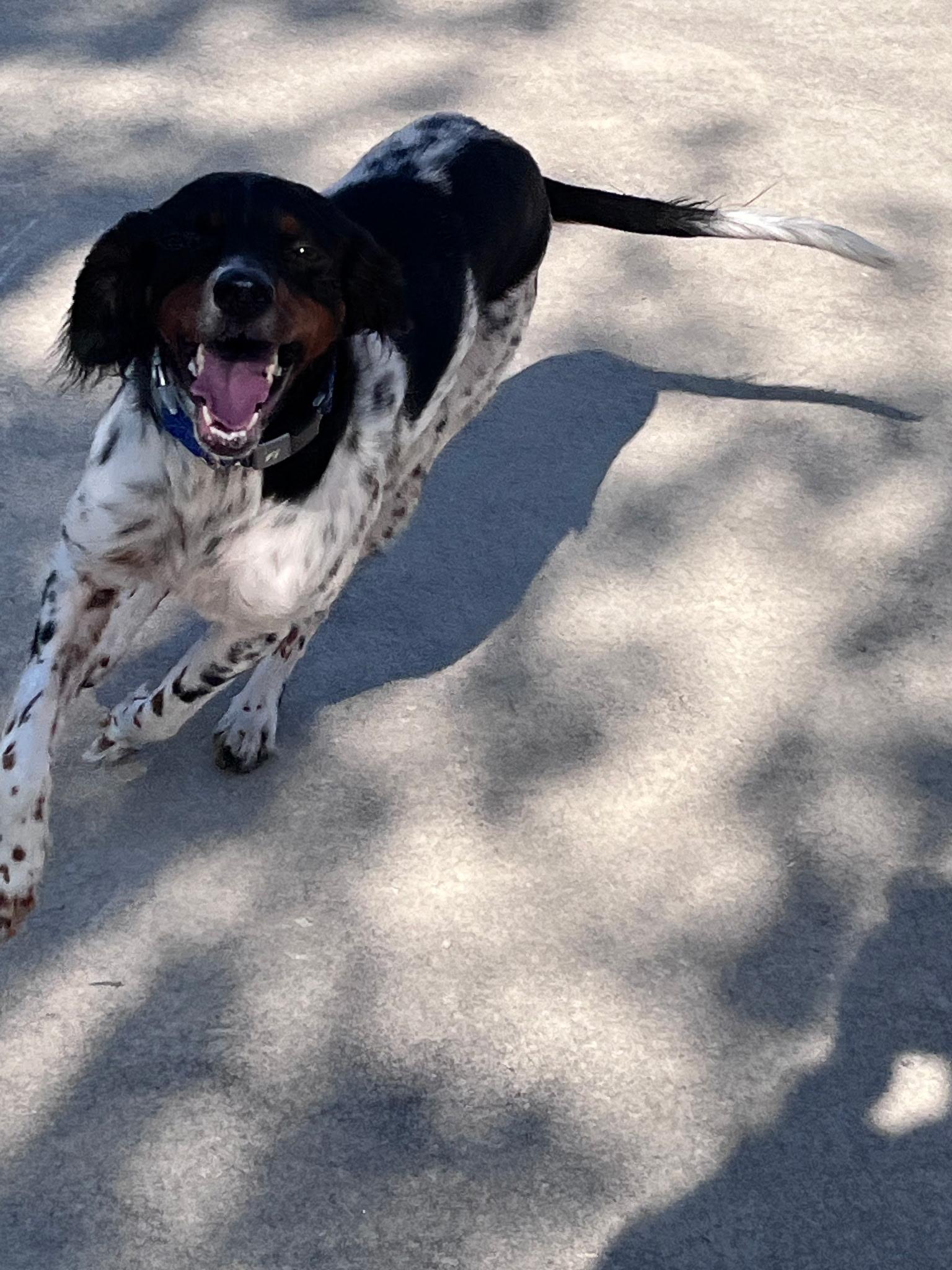 Molle, a Adopted English Setter in San Antonio, TX image 5/5