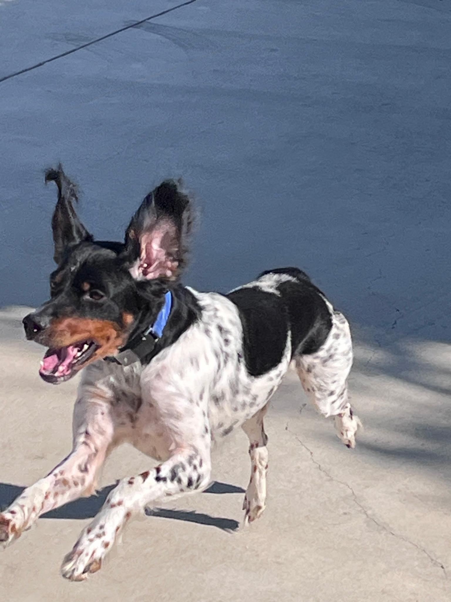 Molle, Adopted, Adult Female English Setter.