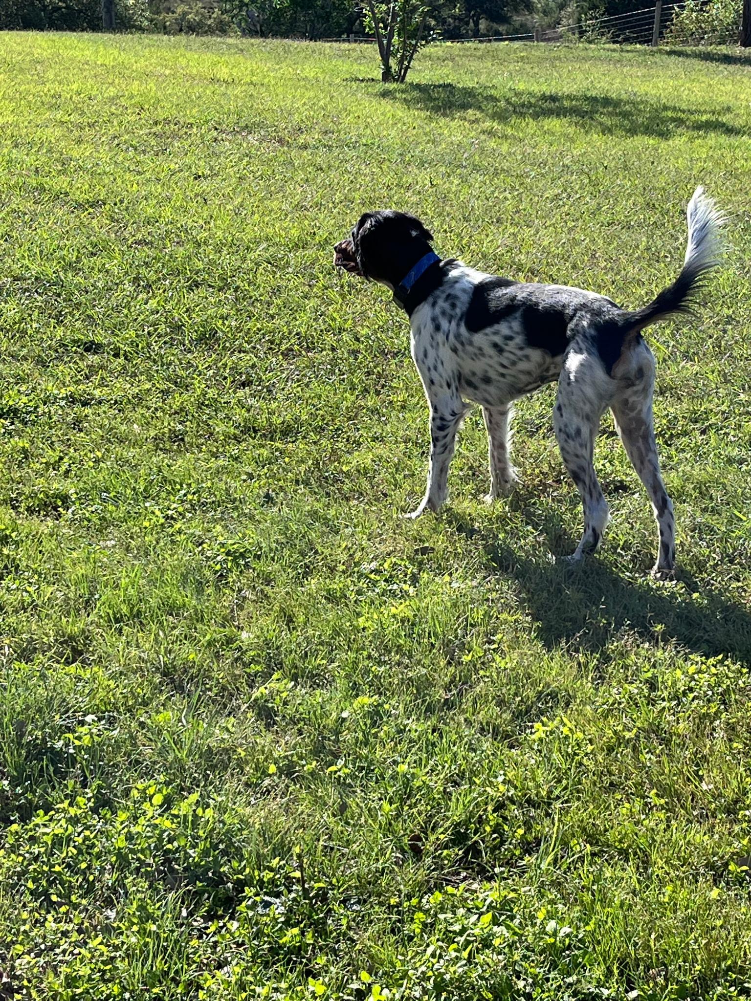 Molle, a Adopted English Setter in San Antonio, TX image 2/5