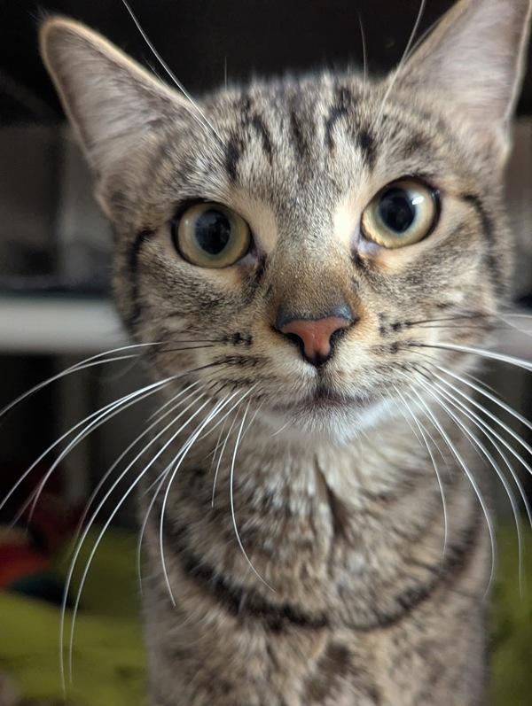 Enlarge Kyla, a Adoptable mixed breed in Santa Rosa, CA image 2/3