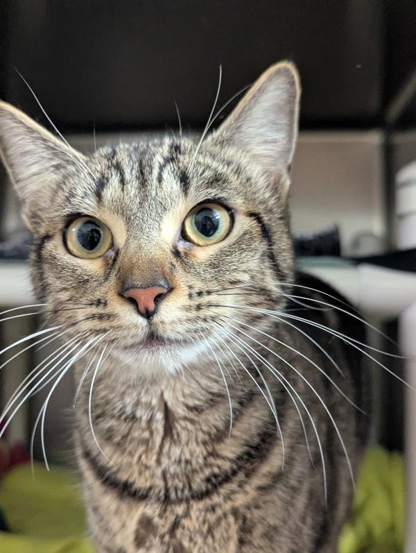 Enlarge Kyla, a Adoptable mixed breed in Santa Rosa, CA image 3/3