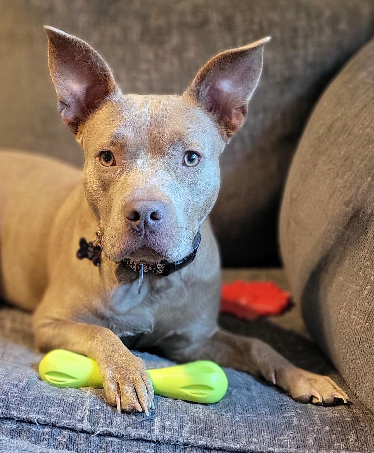 Scooby, Adoptable, Young Female Pit Bull Terrier.