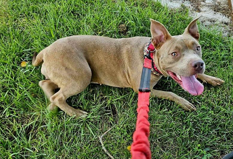 Enlarge Scooby, a Adoptable Pit Bull Terrier in Hollywood, MD image 2/2