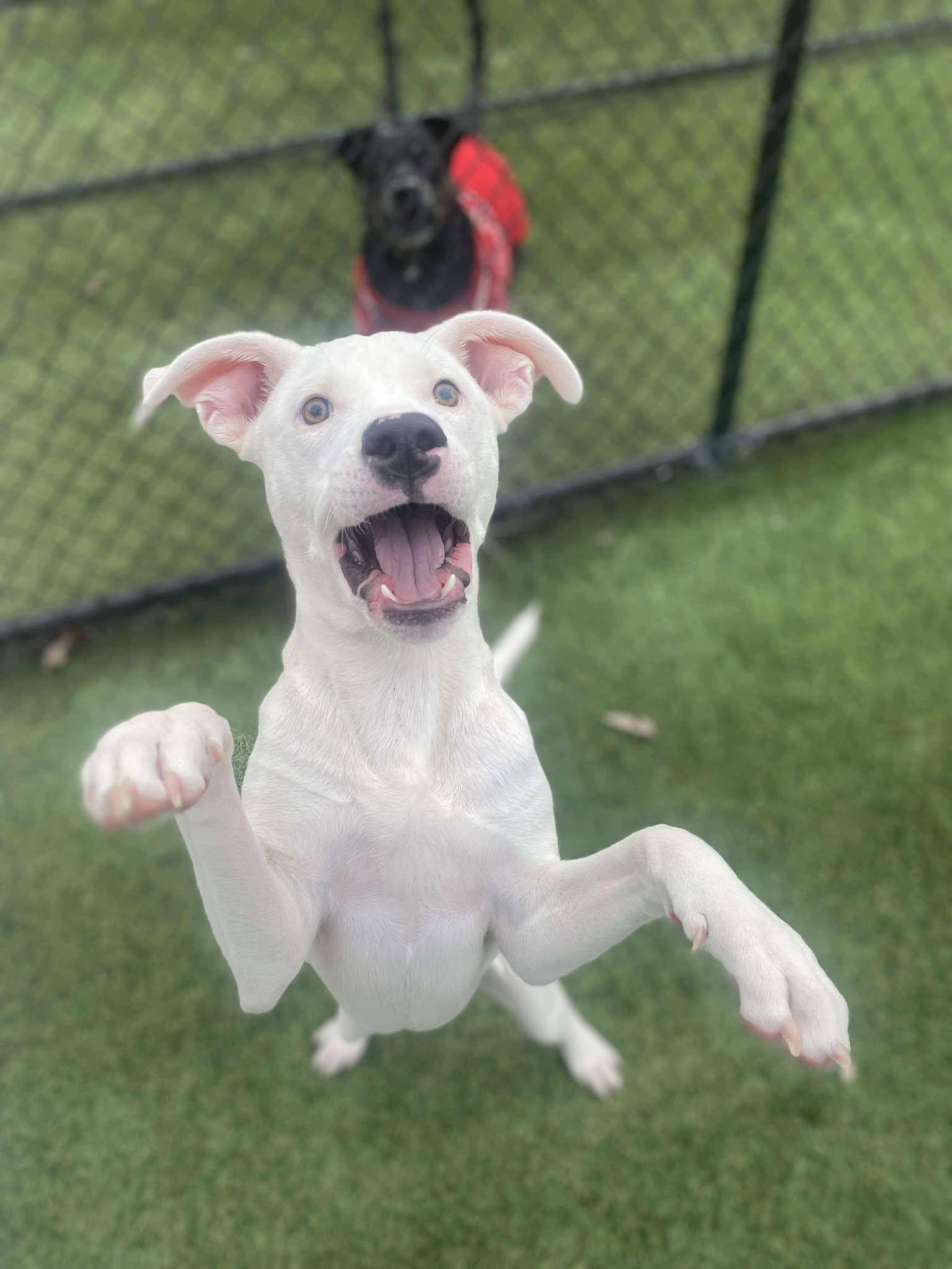 Brian, ADOPTABLE, Young Male American Bulldog & Labradoodle.