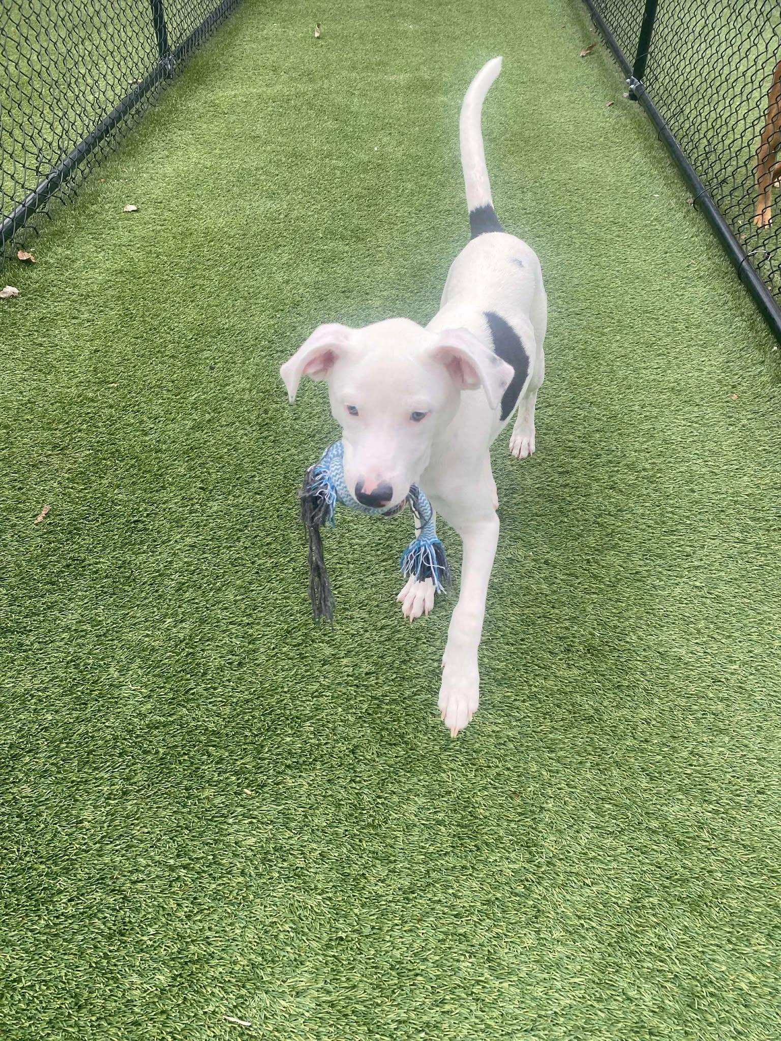 Enlarge Brian, a ADOPTABLE mixed breed in Richmond, KY image 2/6