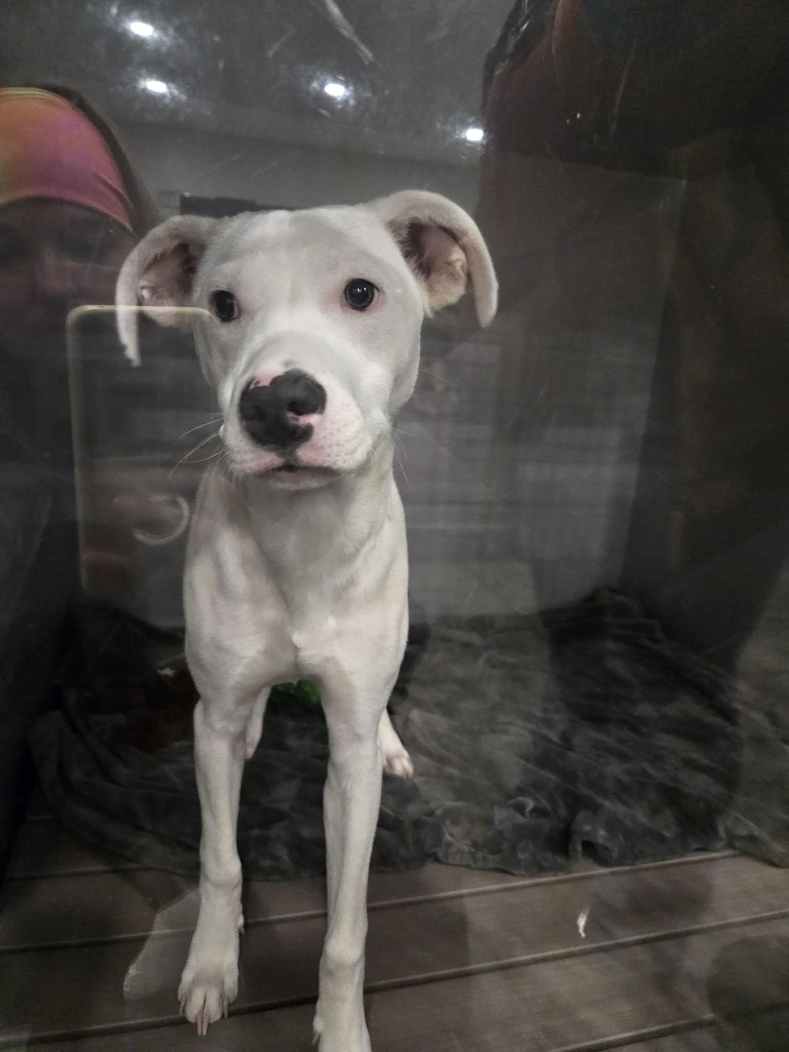 Enlarge Brian, a ADOPTABLE mixed breed in Richmond, KY image 4/6