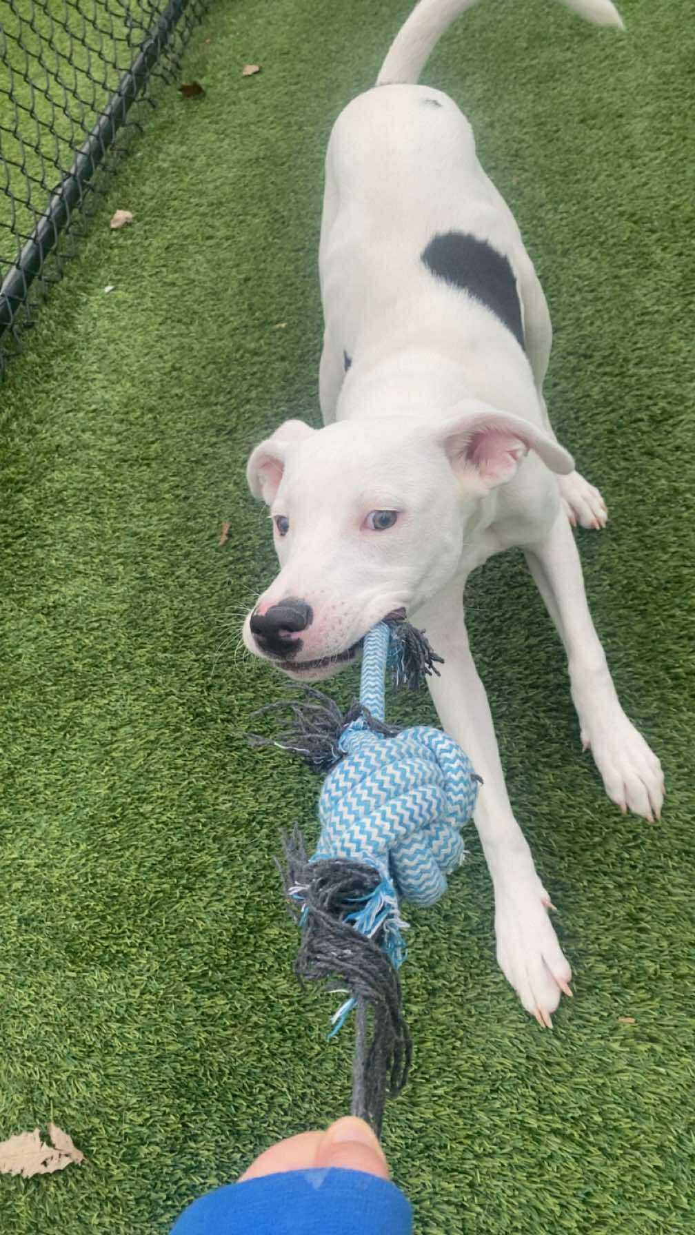 Enlarge Brian, a ADOPTABLE mixed breed in Richmond, KY image 5/6