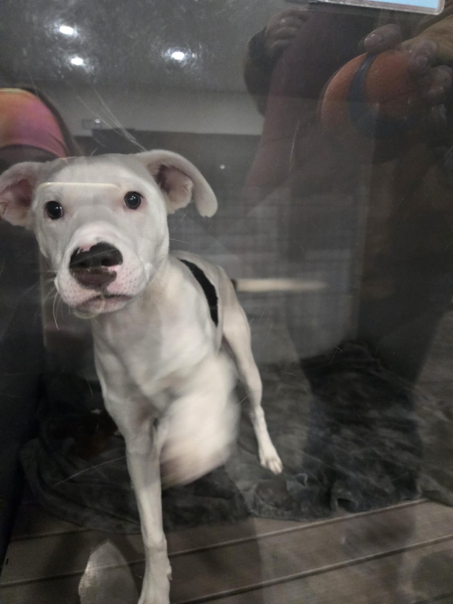 Enlarge Brian, a ADOPTABLE mixed breed in Richmond, KY image 6/6