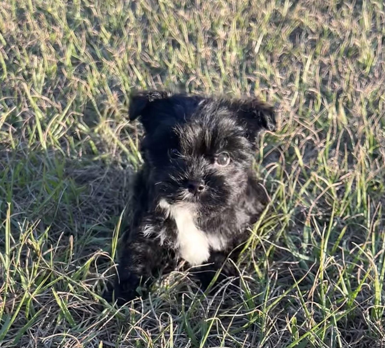 Enlarge Star, a Adoptable mixed breed in Ocala, FL image 3/3