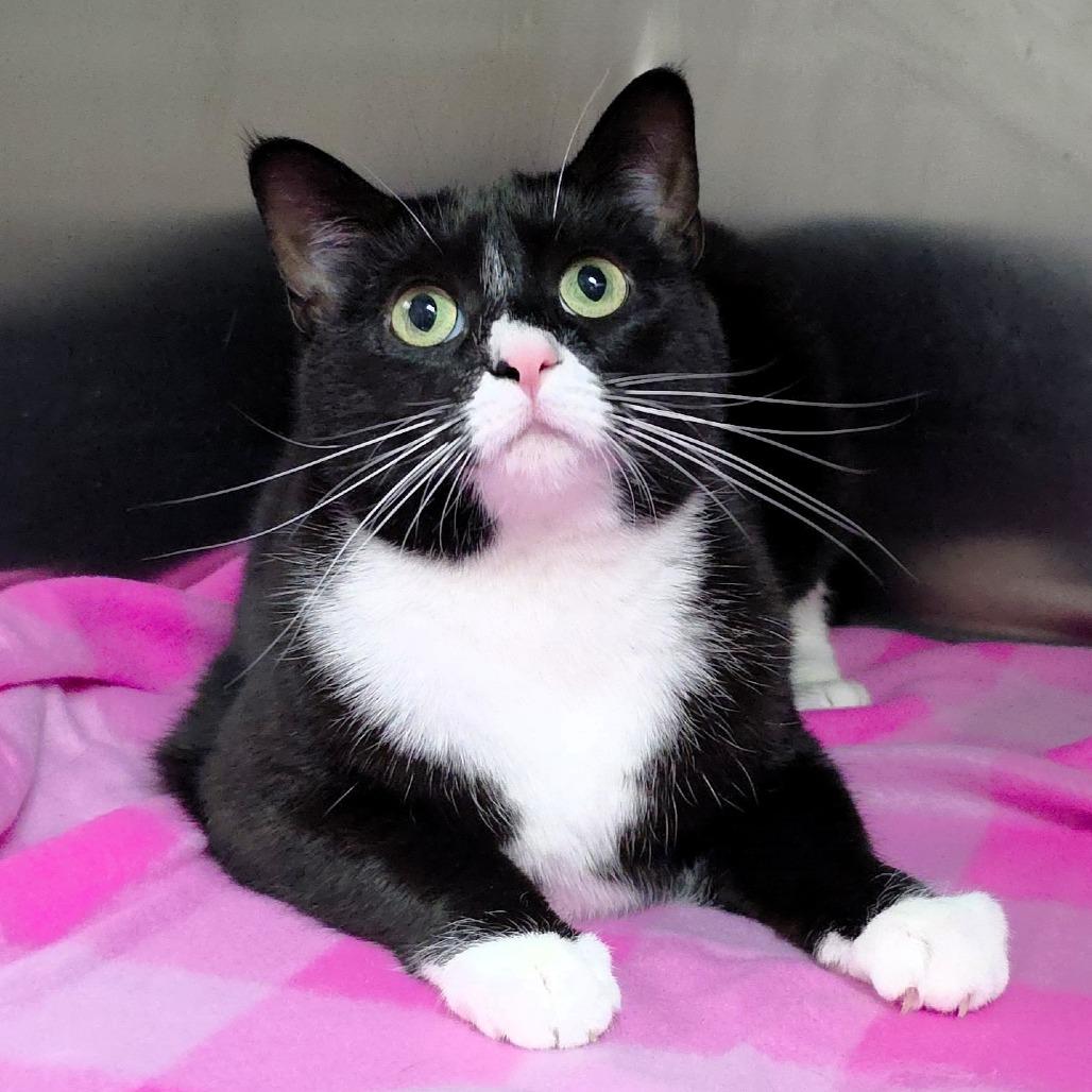 Enlarge Sylvie, a Adoptable Domestic Short Hair in Michigan City, IN image 1/6