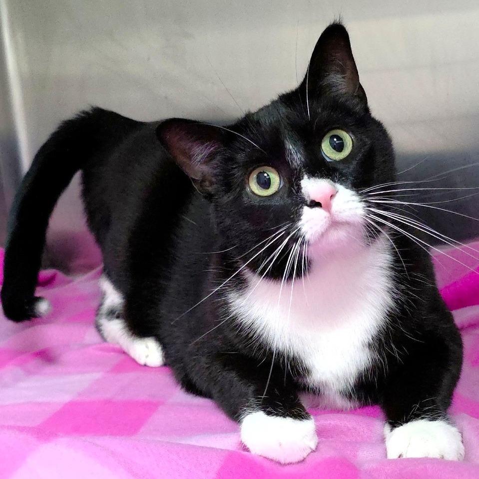 Enlarge Sylvie, a Adoptable Domestic Short Hair in Michigan City, IN image 2/6