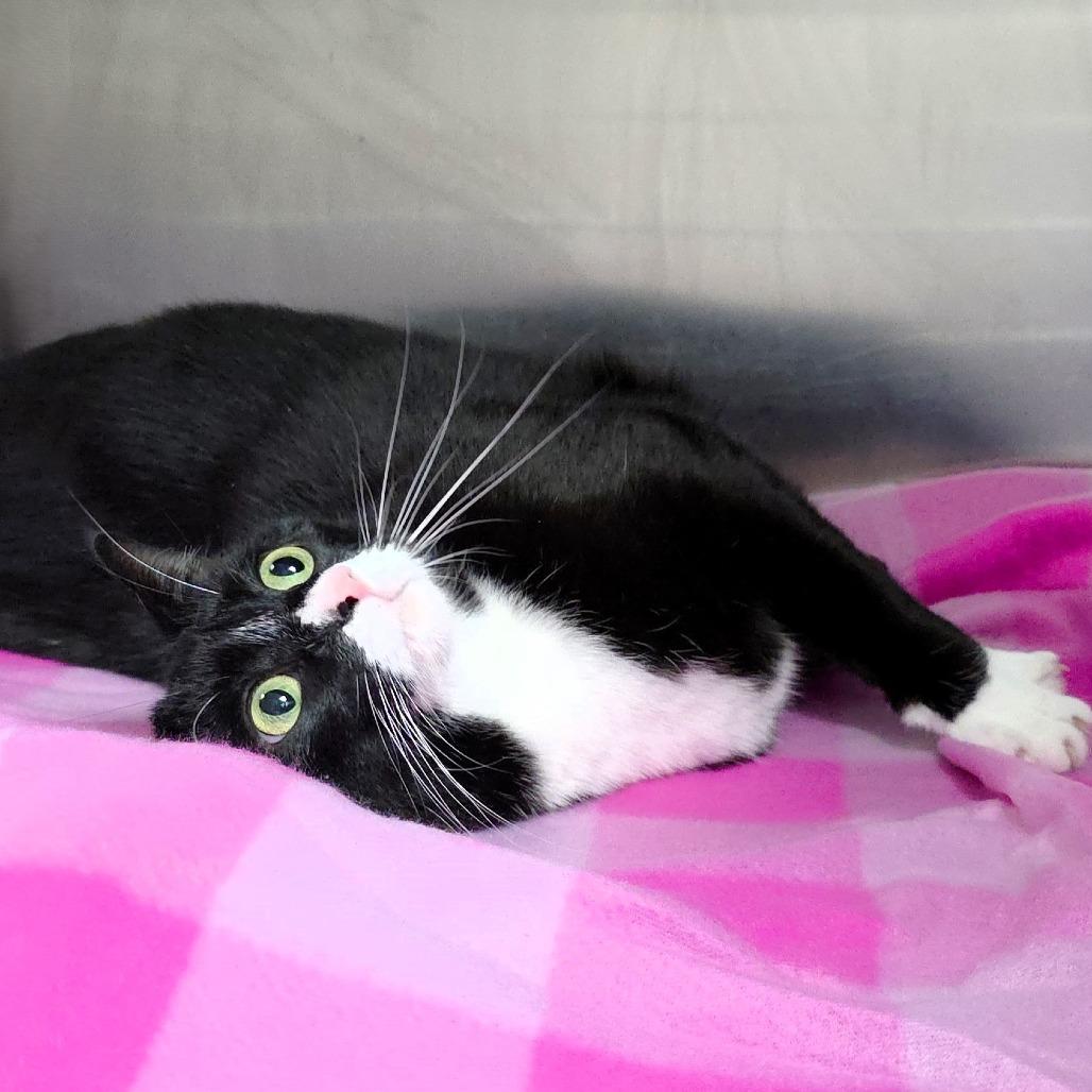 Enlarge Sylvie, a Adoptable Domestic Short Hair in Michigan City, IN image 3/6