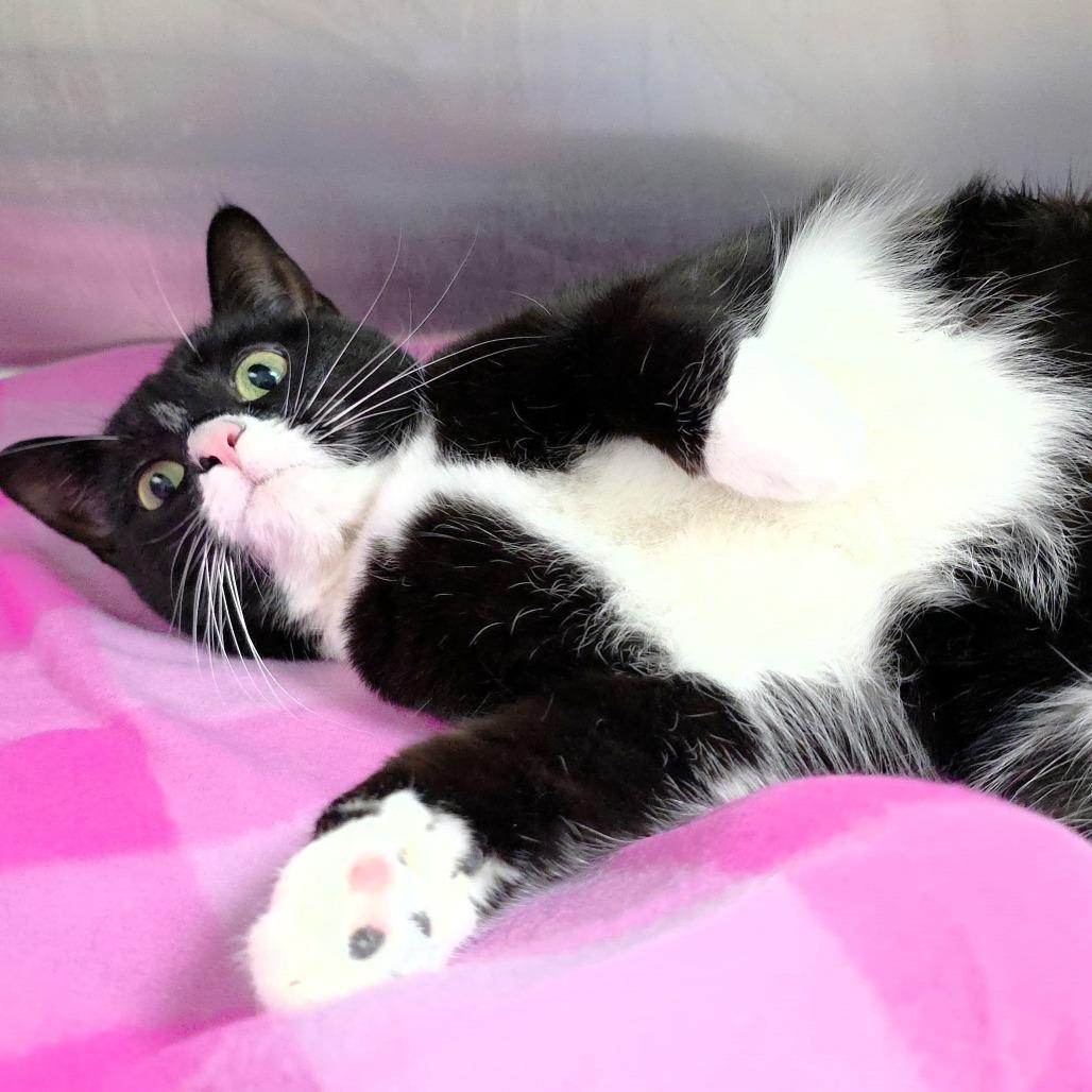 Enlarge Sylvie, a Adoptable Domestic Short Hair in Michigan City, IN image 4/6