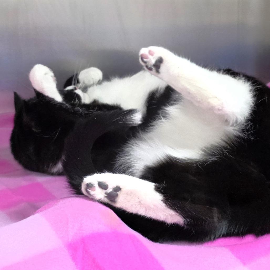 Enlarge Sylvie, a Adoptable Domestic Short Hair in Michigan City, IN image 5/6