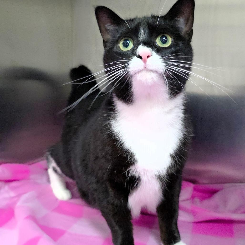 Enlarge Sylvie, a Adoptable Domestic Short Hair in Michigan City, IN image 6/6