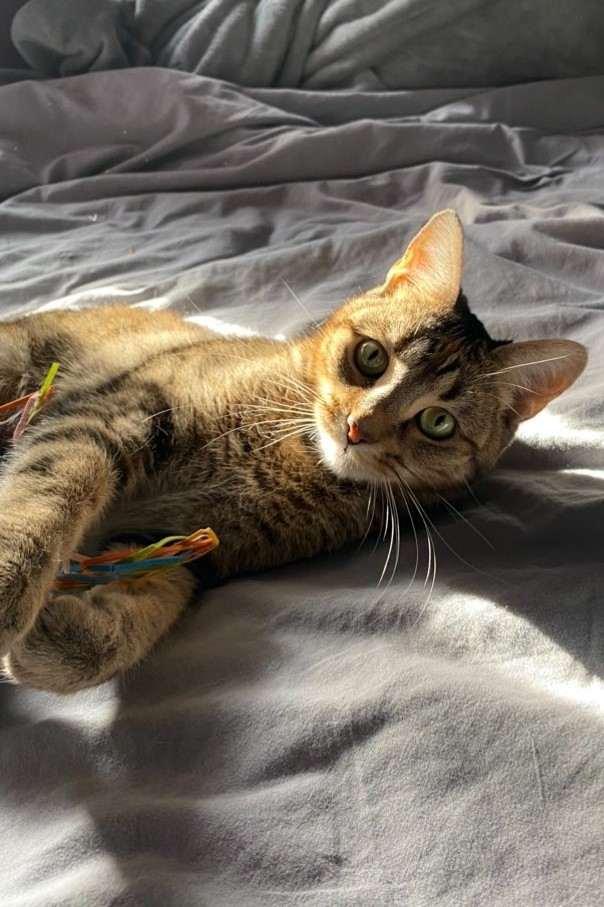 Cecile, ADOPTABLE, Adult Female Domestic Short Hair.