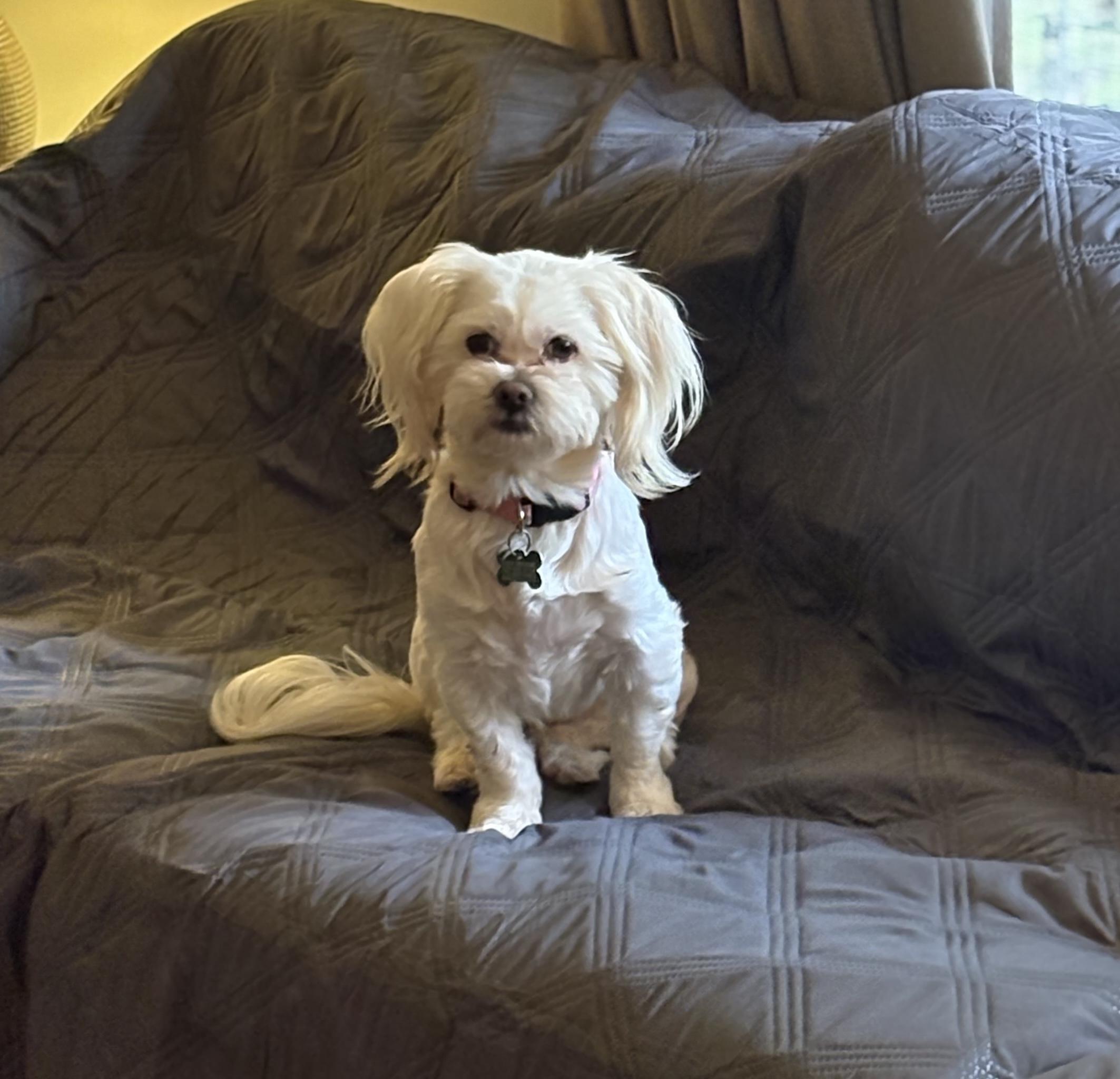 Enlarge Nora, a ADOPTABLE mixed breed in East Point, GA image 2/3