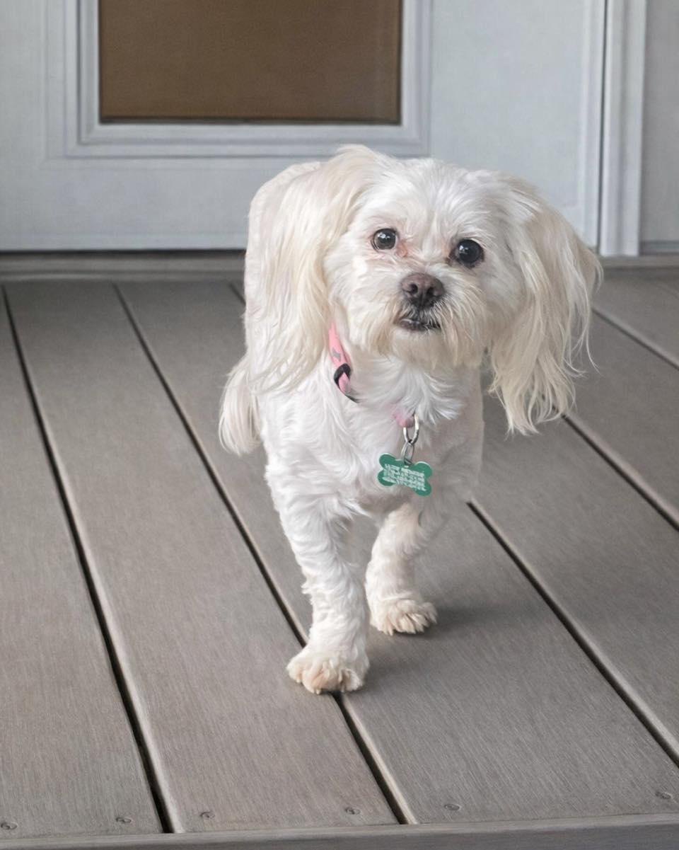 Nora, ADOPTABLE, Young Female Lhasa Apso & Shih Tzu.