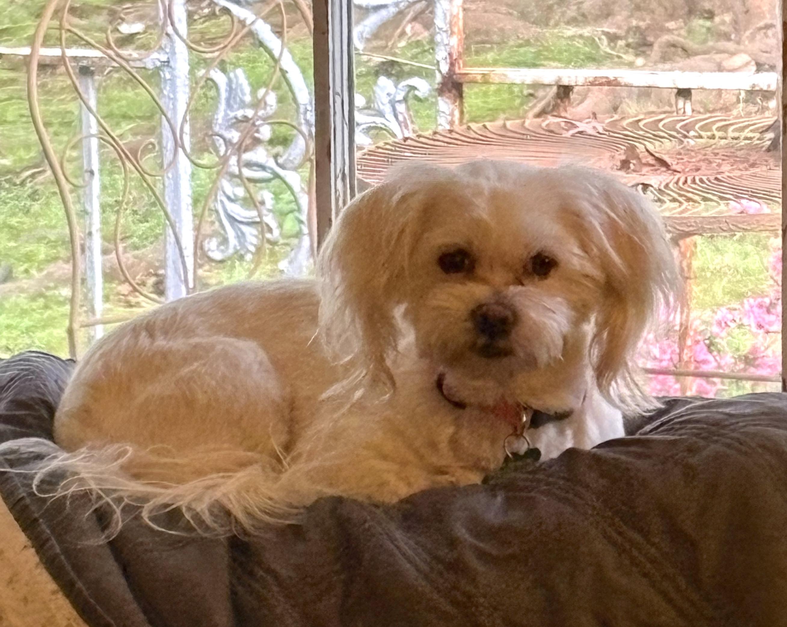 Enlarge Nora, a ADOPTABLE mixed breed in East Point, GA image 3/3