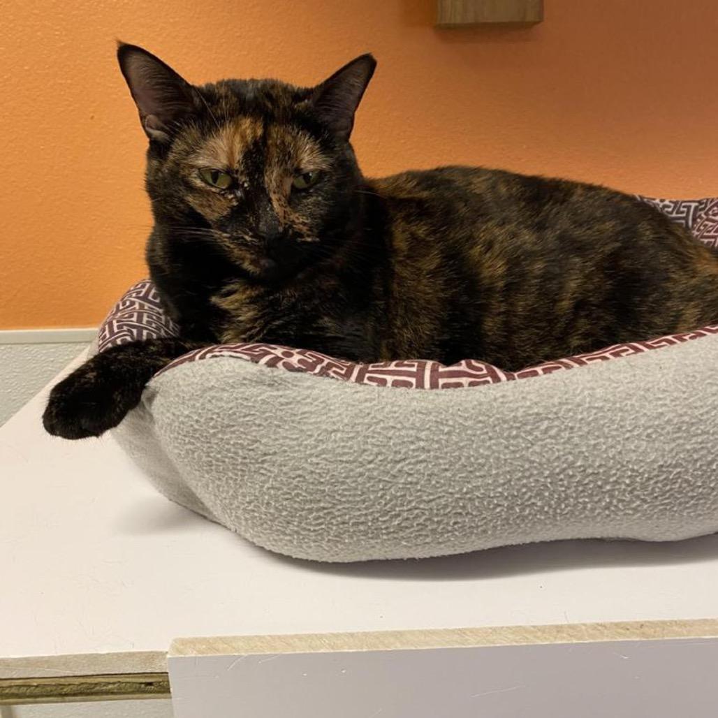 Spook, Adoptable, Senior Female Domestic Short Hair.