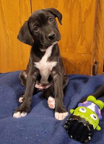 Shelby 52053, ADOPTABLE, Puppy Female Mixed Breed.