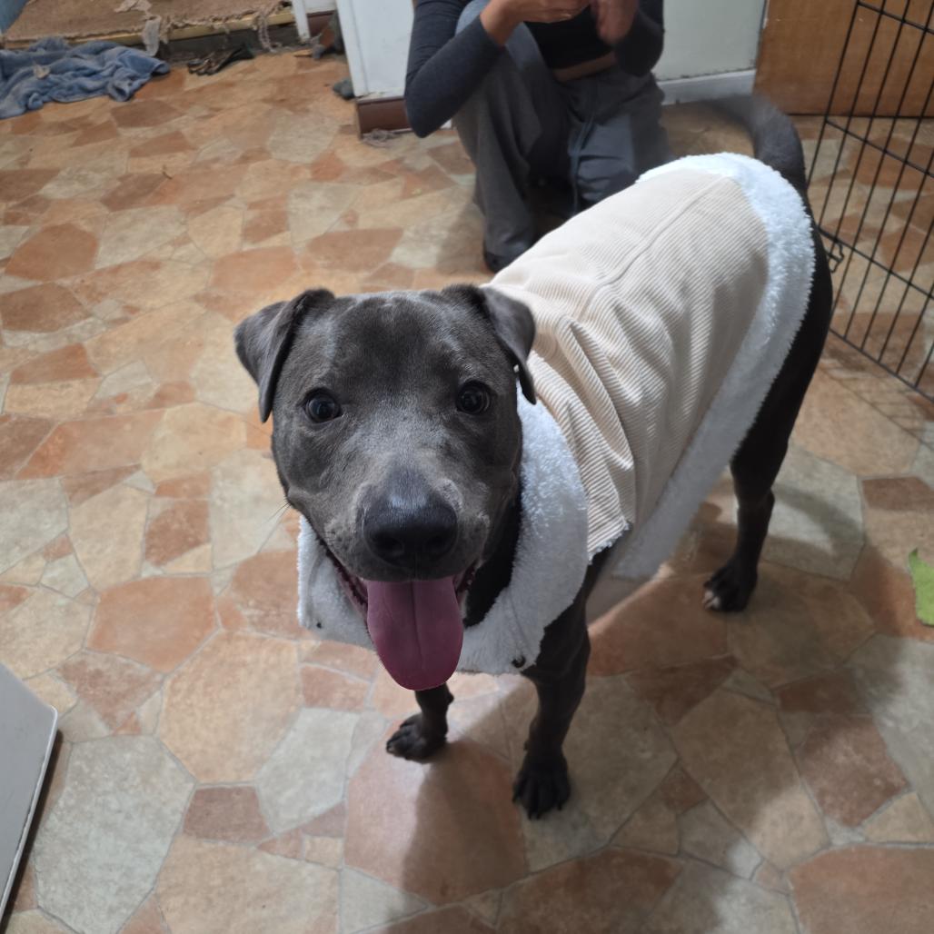 Rey, Adoptable, Adult Male Mixed Breed.