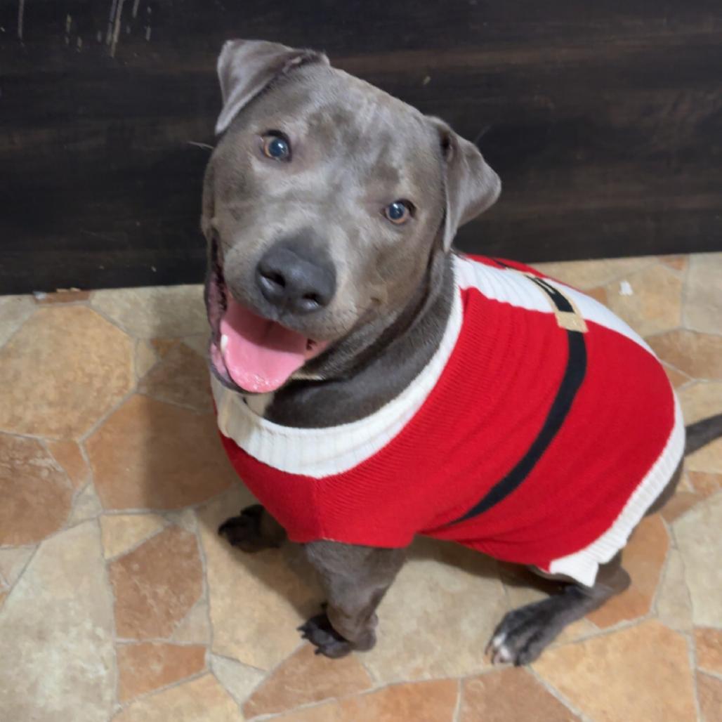 Enlarge Rey, a Adoptable Mixed Breed in Bristol, IN image 2/2