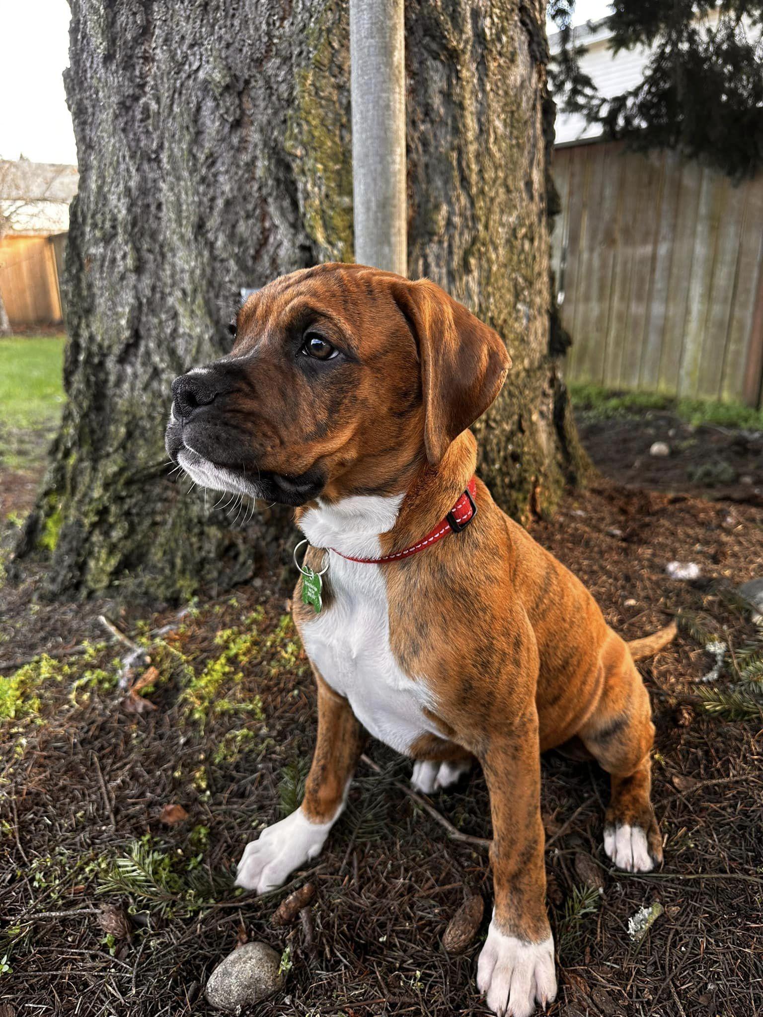 Lucas, Adopted, Young Male Boxer & Rhodesian Ridgeback.
