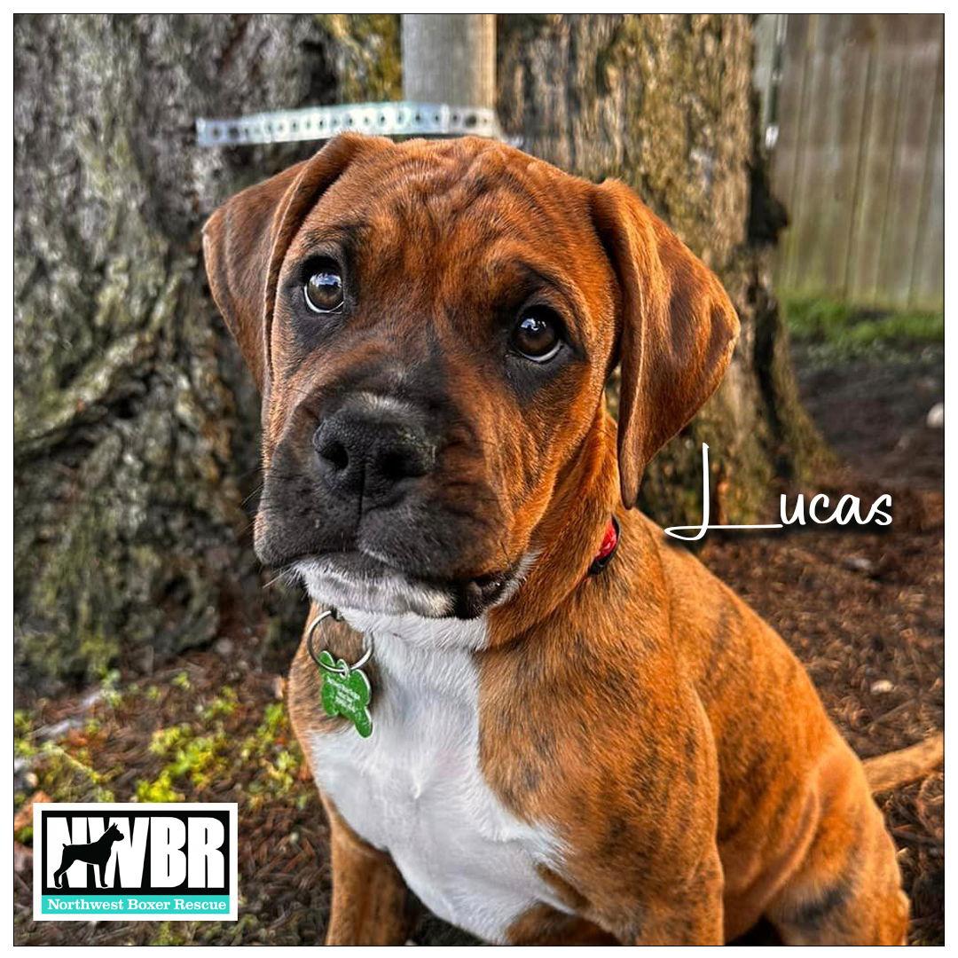 Enlarge Lucas, a Adopted mixed breed in McMinnville, OR image 2/2