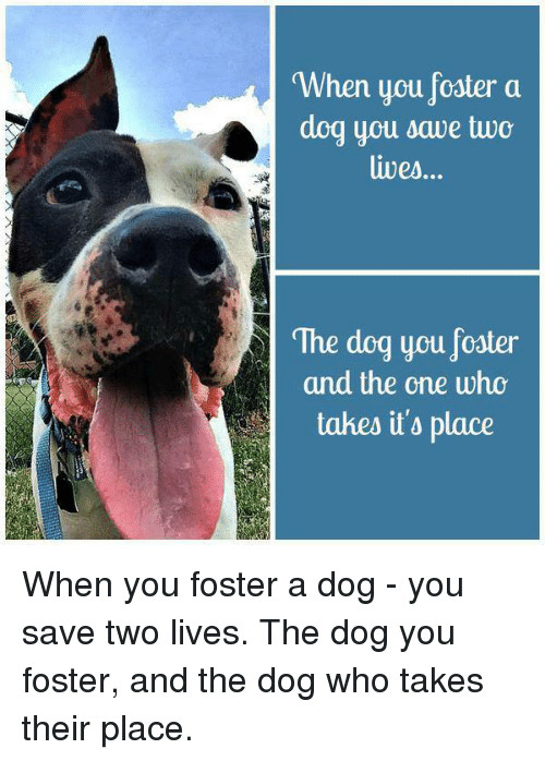 Fostering photo 2