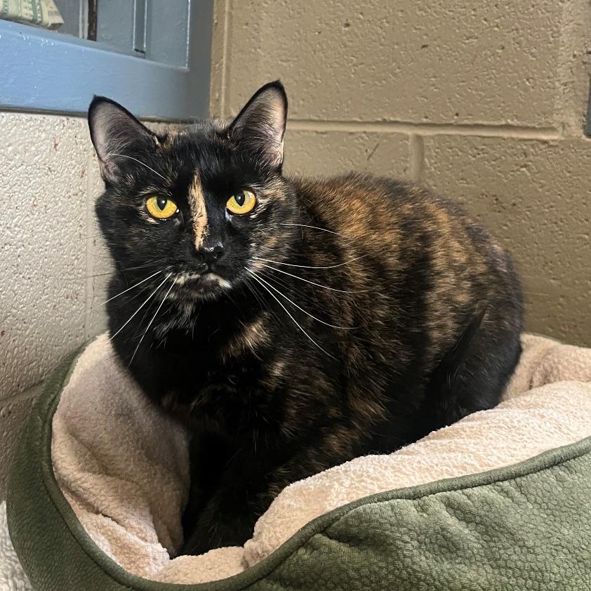 Sabrina, Adoptable, Senior Female Domestic Short Hair & Domestic Short Hair.