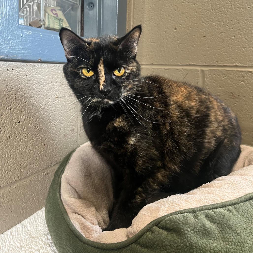 Enlarge Sabrina, a Adoptable mixed breed in Versailles, KY image 2/2