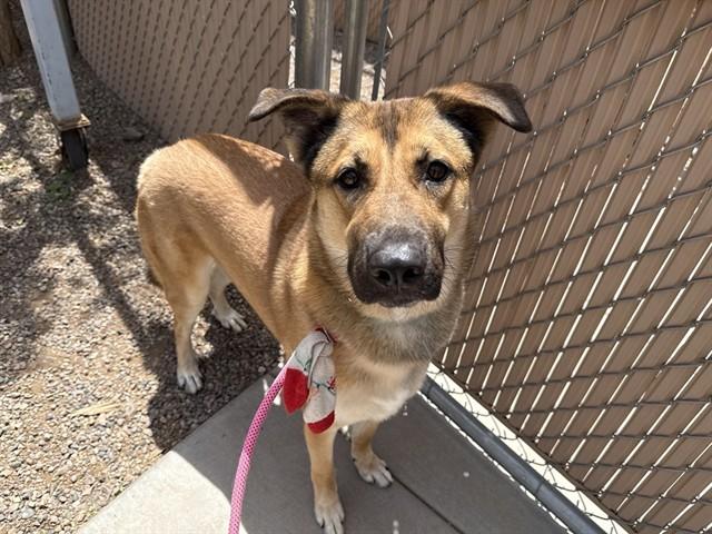 Enlarge DONNIE, a Adoptable mixed breed in Phoenix, AZ image 1/1