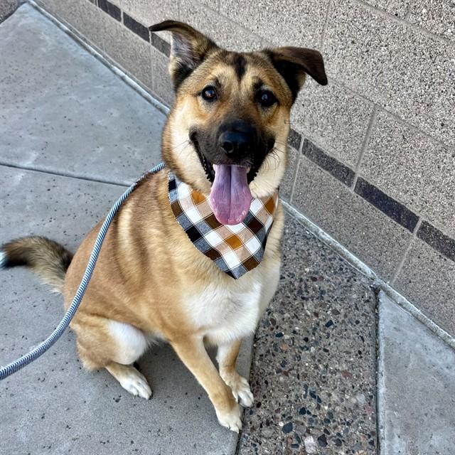 Enlarge DONNIE, a Adoptable mixed breed in Phoenix, AZ image 1/1