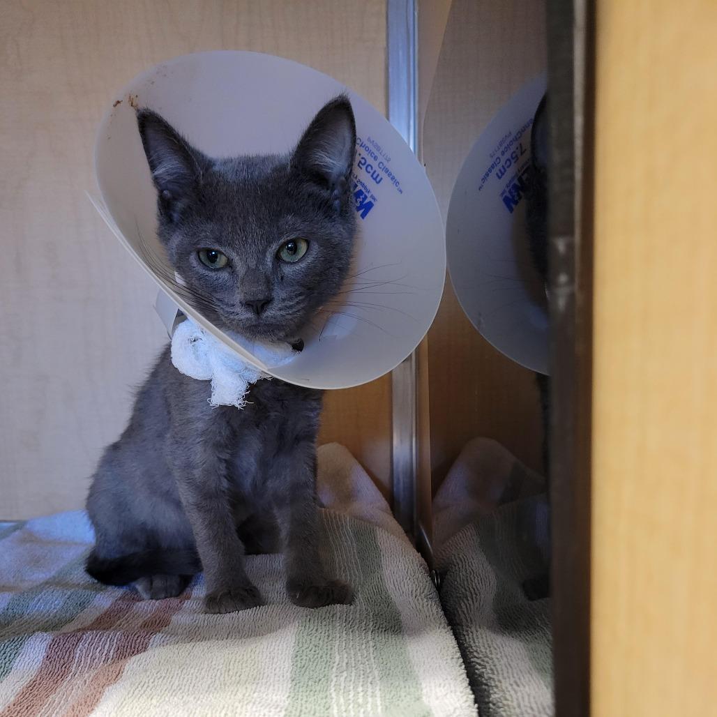 Chicken Noodle, Adoptable, Kitten Female Domestic Short Hair.