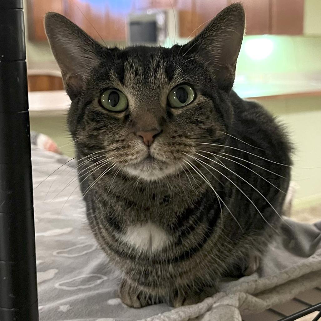 Acacia, Adoptable, Adult Female Domestic Short Hair.