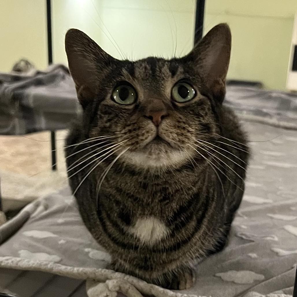 Enlarge Acacia, a Adoptable Domestic Short Hair in Panama City Beach, FL image 2/2