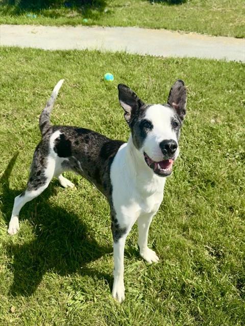 JAX, Adoptable, Young Male Catahoula Leopard Dog.