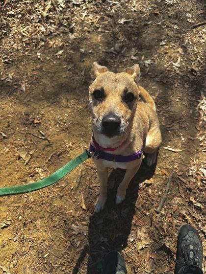 Sadie Mae, Young Female Catahoula Leopard Dog