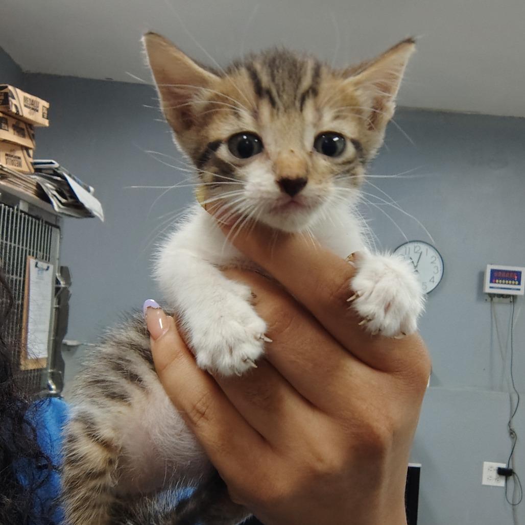 Churro, a Adoptable Domestic Short Hair in Vieques, PR image 1/2
