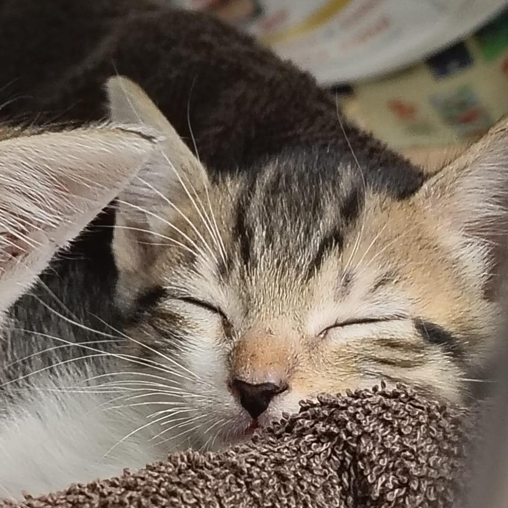 Churro, a Adoptable Domestic Short Hair in Vieques, PR image 2/2