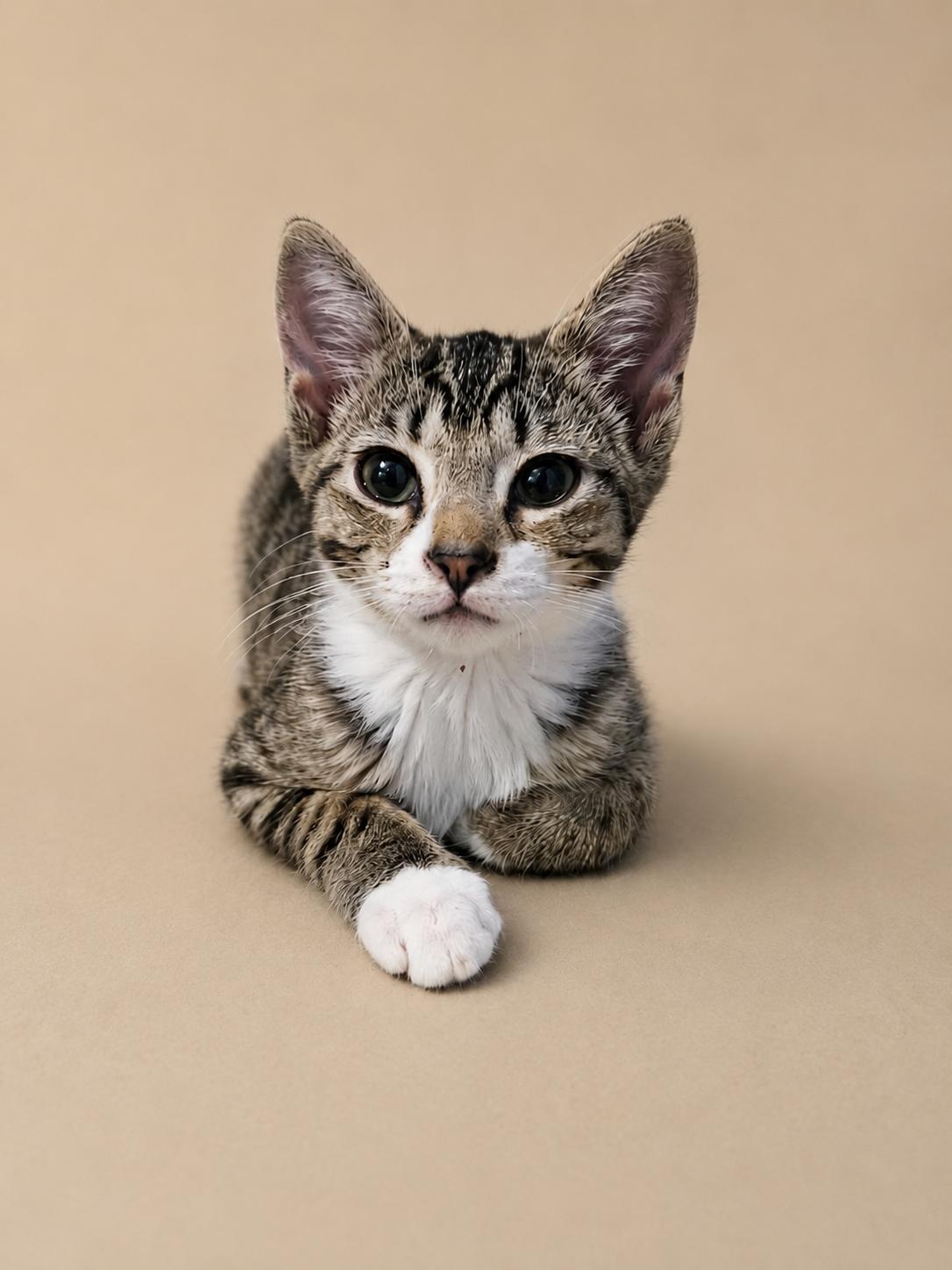 Enlarge Scoop Dog, a ADOPTABLE Tabby in Richmond, VA image 1/1