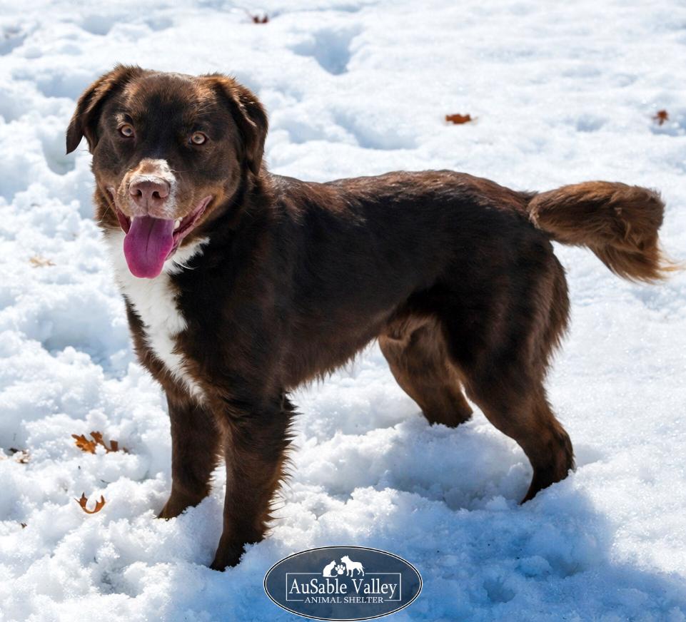 Enlarge Rambo, a ADOPTABLE Mixed Breed in Grayling, MI image 1/6