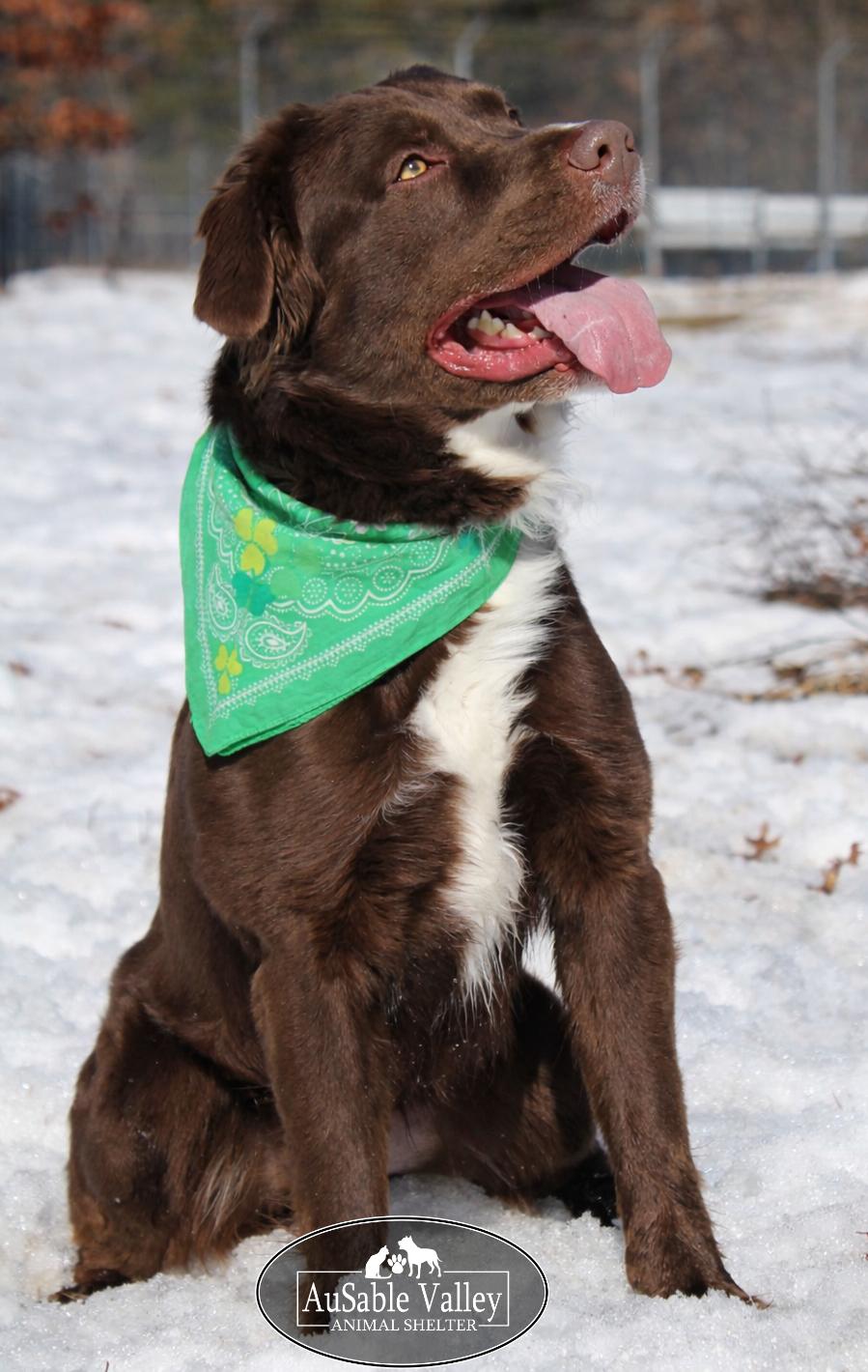 Enlarge Rambo, a ADOPTABLE Mixed Breed in Grayling, MI image 6/6