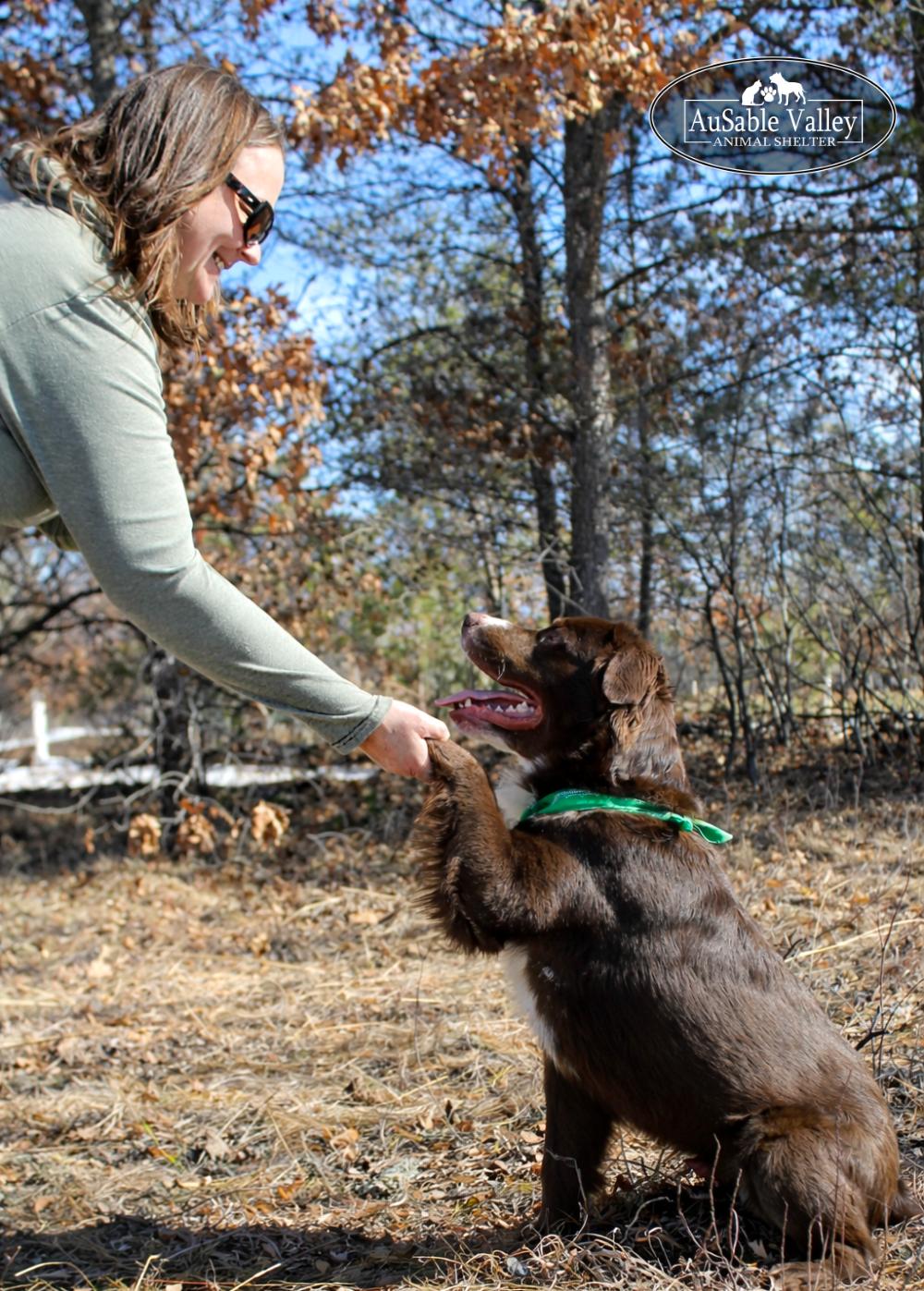 Enlarge Rambo, a ADOPTABLE Mixed Breed in Grayling, MI image 5/6